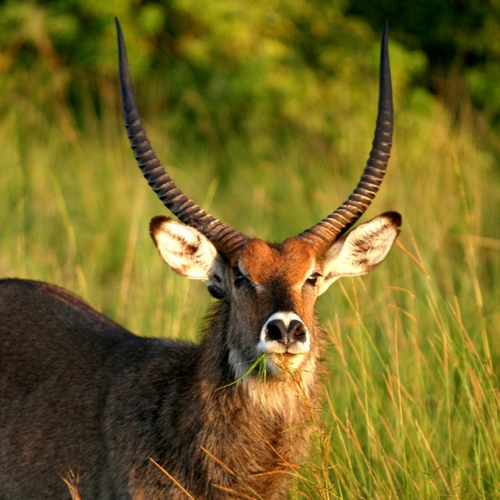 Arusha NP, antiloop