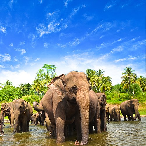 Beste van Sri Lanka