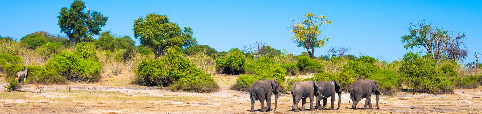 Krugerpark in Zuid-Afrika