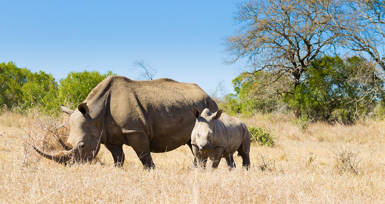 Bezienswaardigheid Hluhluwe Nationaal Park - Zuid-Afrika