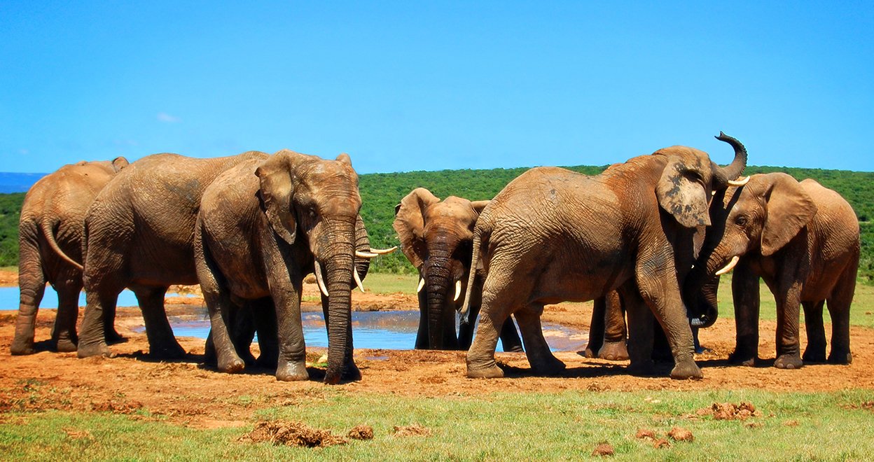 Bezienswaardigheid Addo Elephant Nationaal Park - Zuid-Afrika