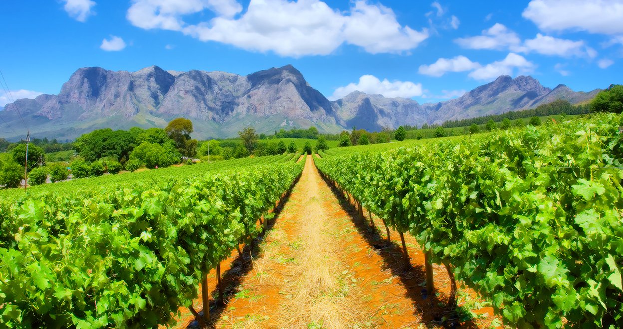 Bezienswaardigheid Kaapse wijnlanden - Zuid-Afrika