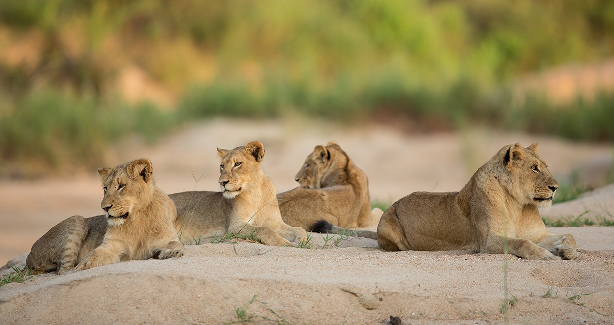 Bezienswaardigheid Kruger Nationaal Park - Zuid-Afrika