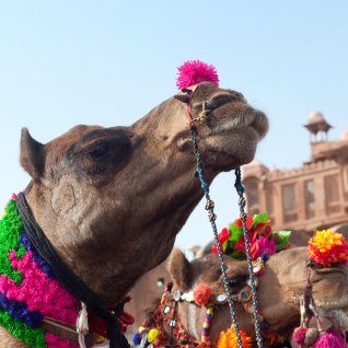 IN_AL-kameel in Bikaner