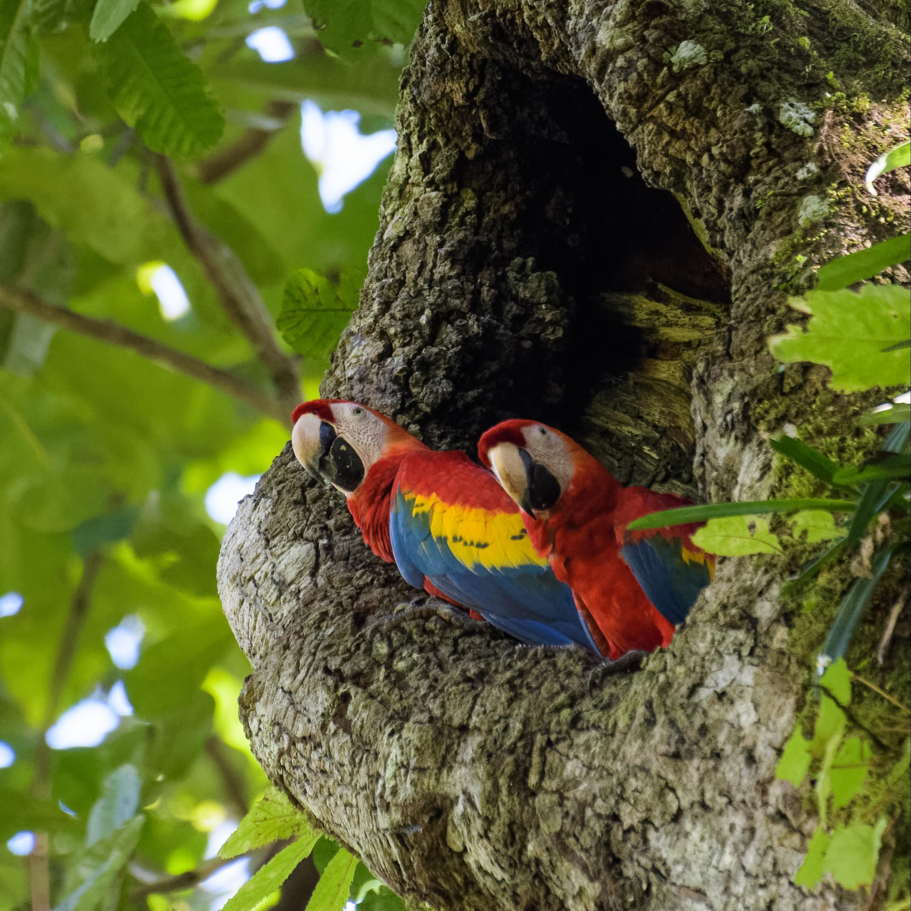 Puerto Caldera (Puntarenas), Carara Nationaal Park