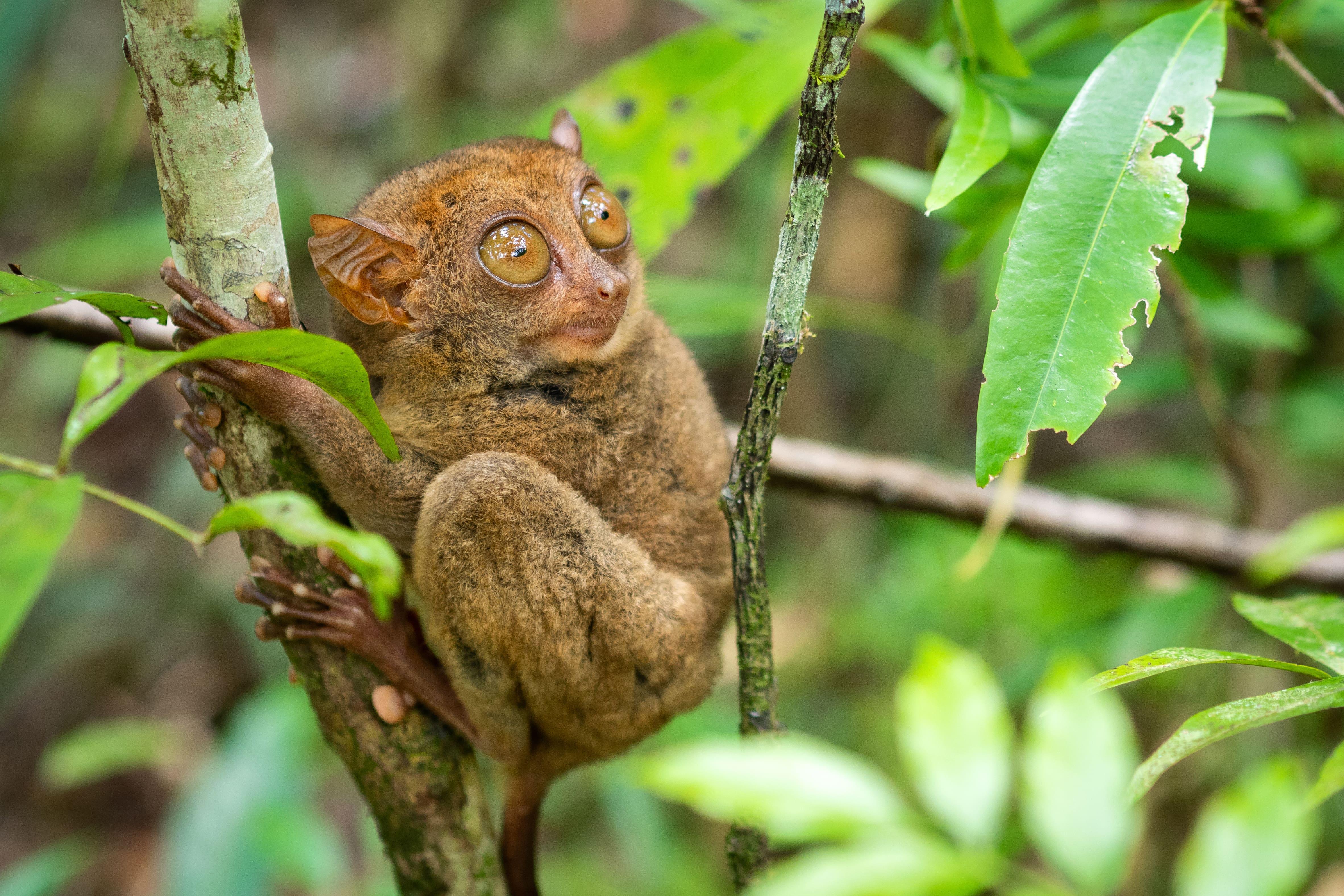 Tarsiers