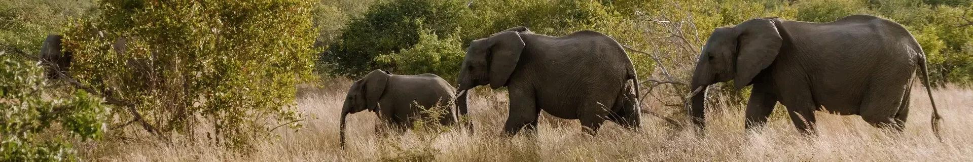 Olifanten in Kruger Nationaal Park
