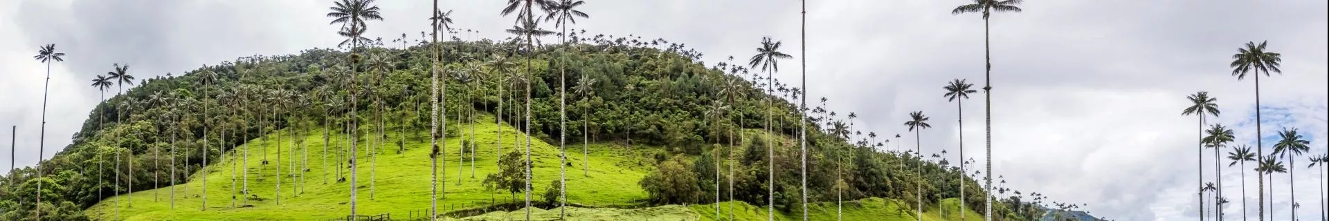De beroemde Cocora-vallei in Colombia