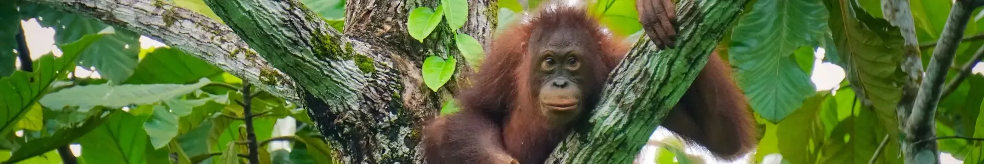 Orang-oetan