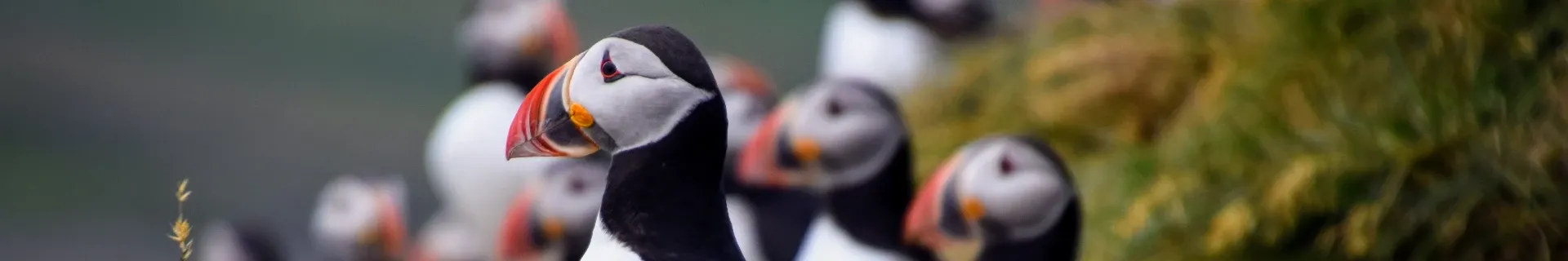 Puffins
