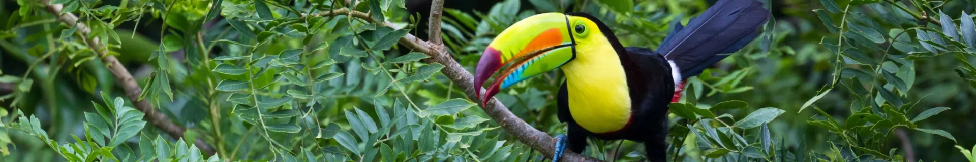 Familiegroepsreis Het Beste van Costa Rica