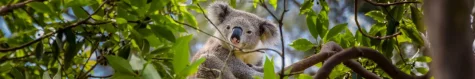 Australië Sydney Koala
