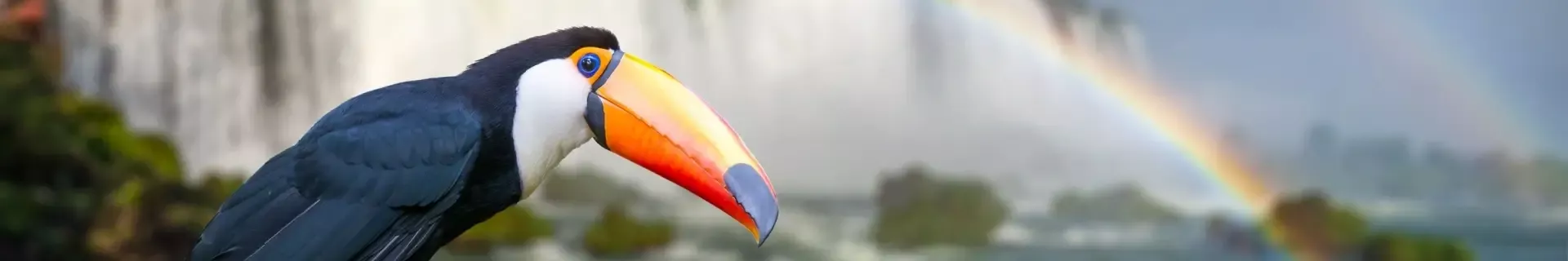 Een toekan bij de Iguazú-watervallen