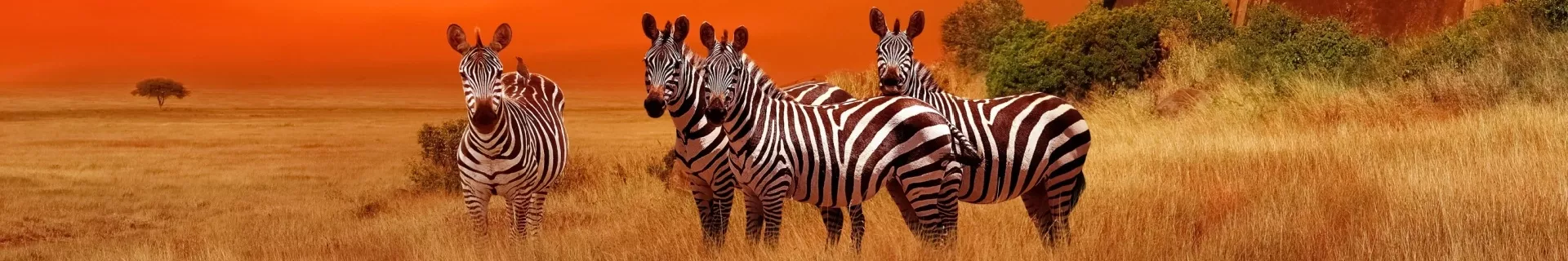 Tanzania, Serengeti Nationaal Park