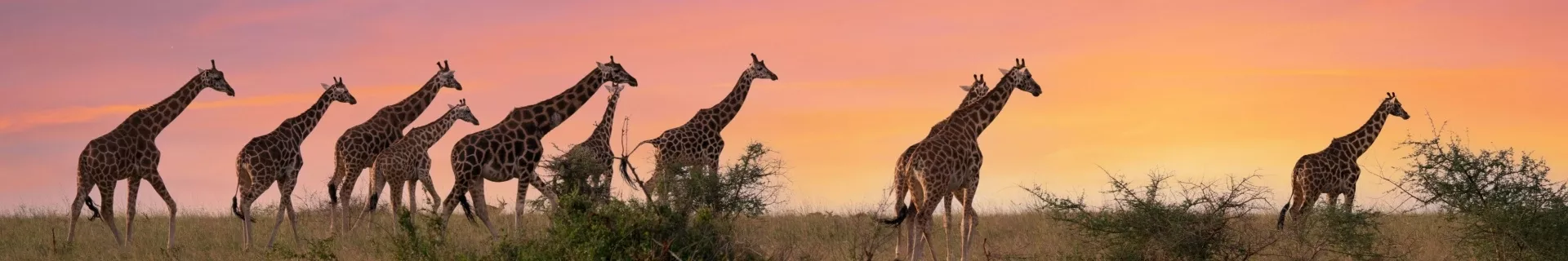 21-daagse groepsreis Oeganda, Tanzania & Zanzibar
