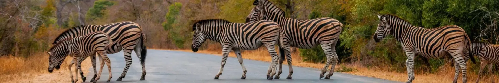 Zebra's in Zuid-Afrika