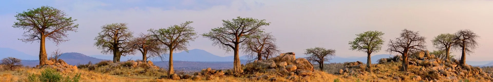 Tanzania, Ruaha National Park