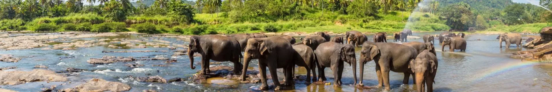 Olifanten in Sri Lanka