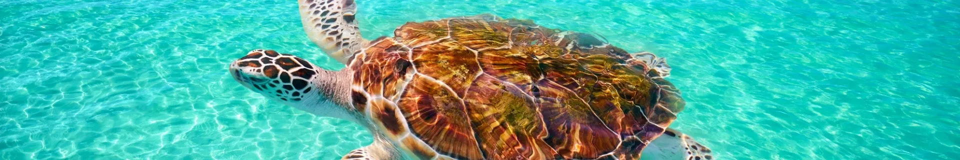 Schildpad in Holbox