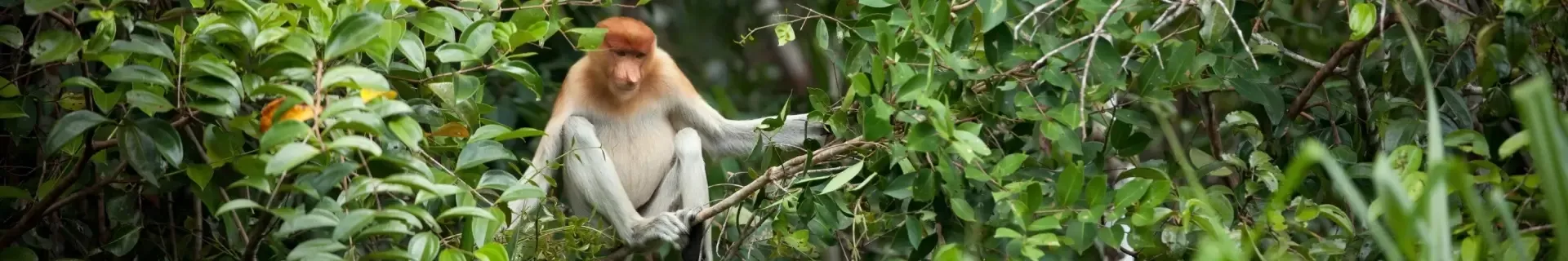 Maleisië & Borneo (Sabah)