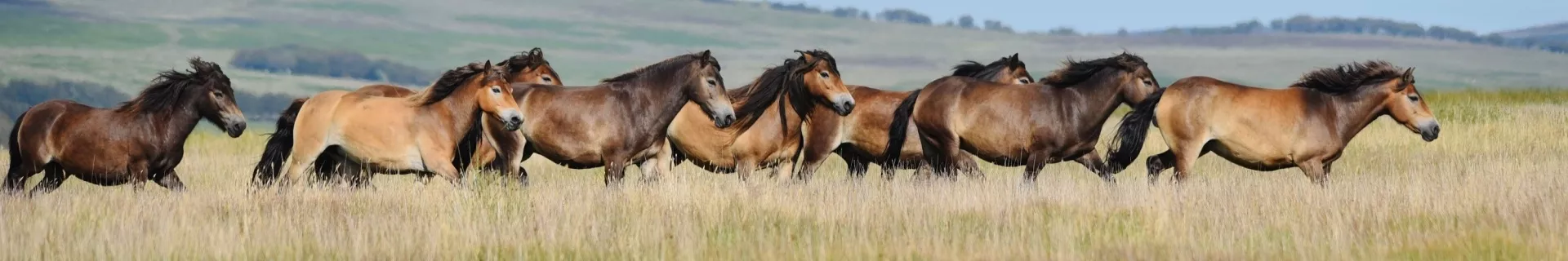 Exmoor-pony's, Engeland