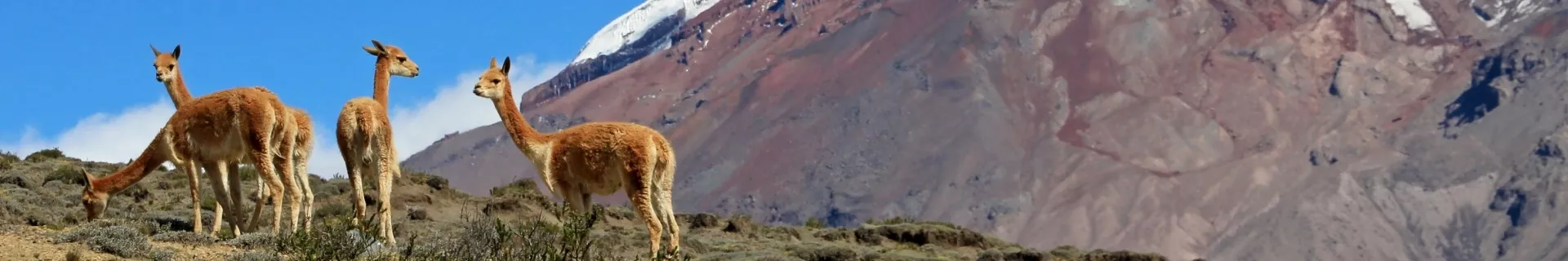 Hoogtepunten van Ecuador