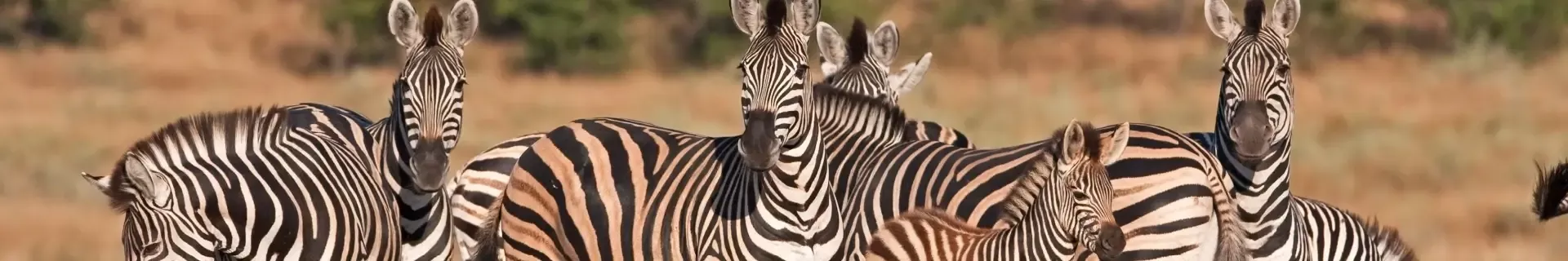 Wildparken van Zuid-Afrika