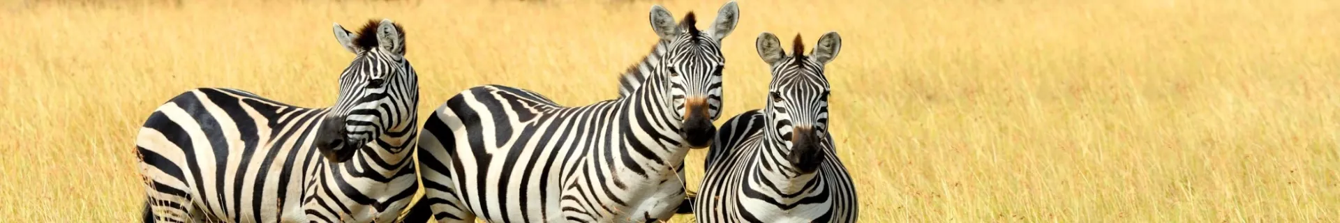 Familiegroepsreis Op safari in Zuid-Afrika