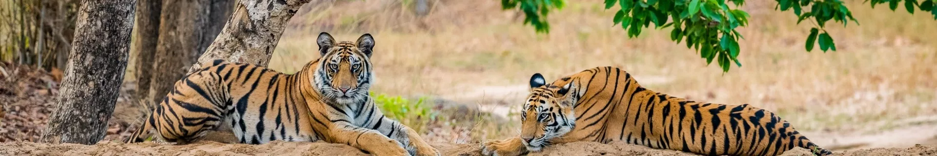 Tijgers in Bandhavgarh Nationaal Park, India