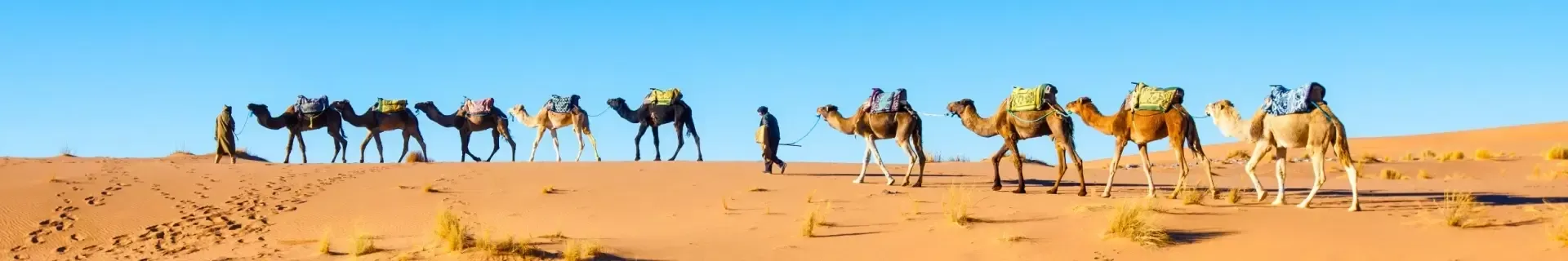 Marokko kamelen