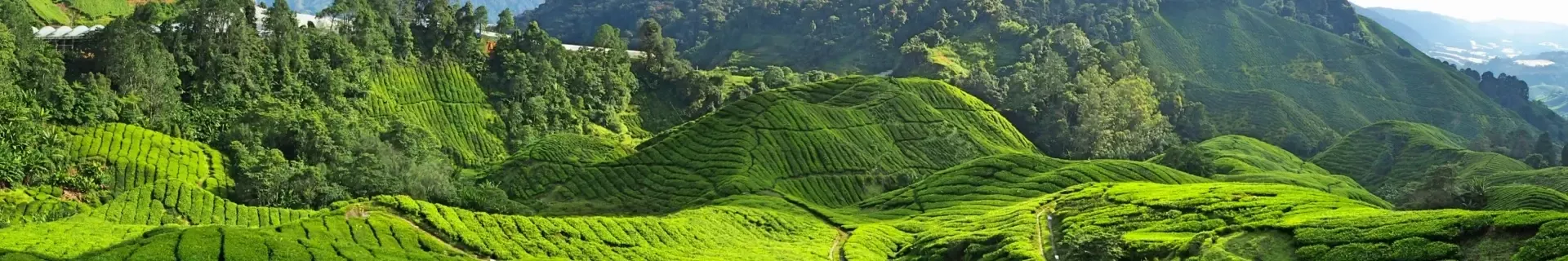 Cameron Highlands