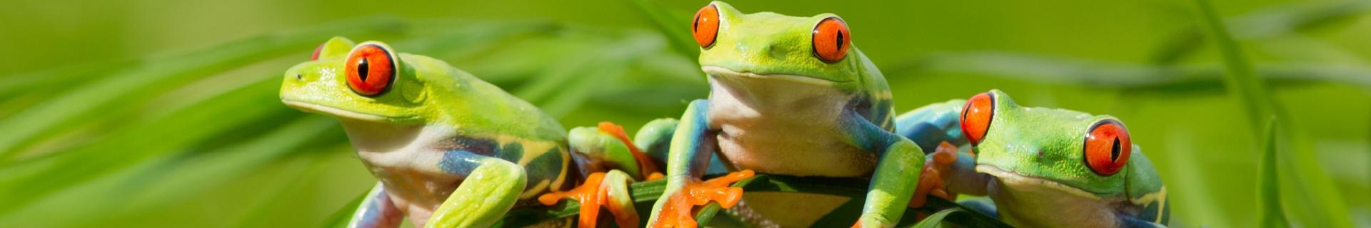 Iconische kikker van Costa Rica