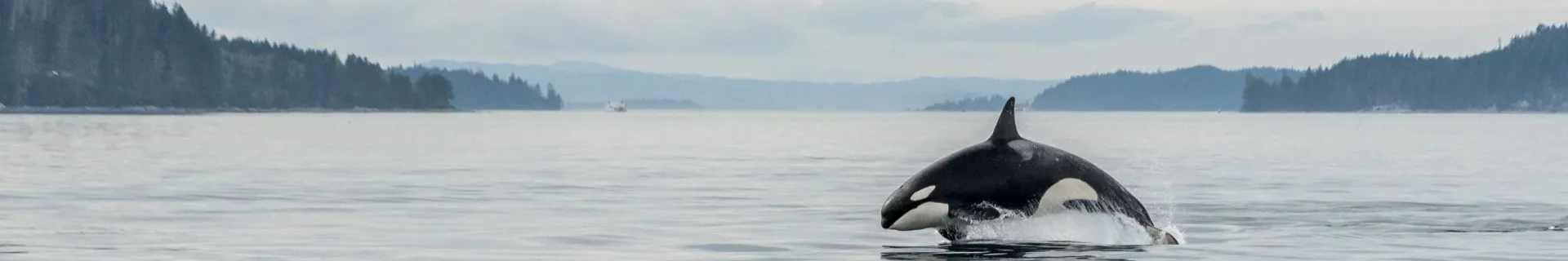 Candana, orka bij Vancouver Island