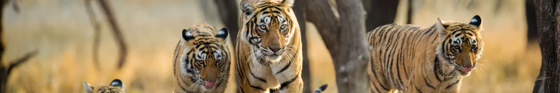 Tijgers in Ranthambore Nationaal Park, India