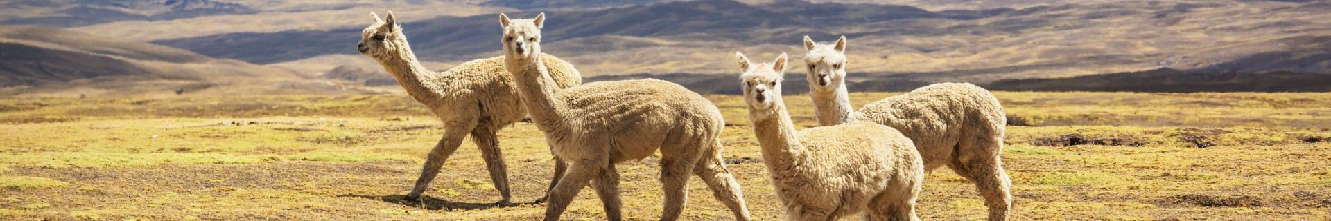 Familiegroepsreis Peru