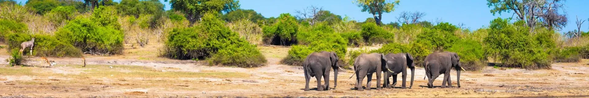 Olifanten in Zuid-Afrika