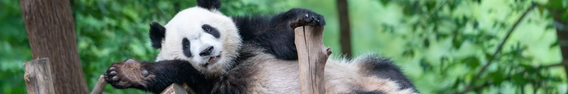 Panda, Chengdu