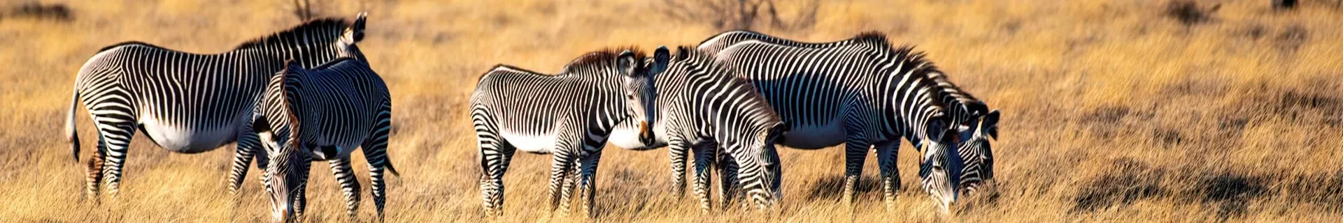 Samburu Nationaal Park, zebra's