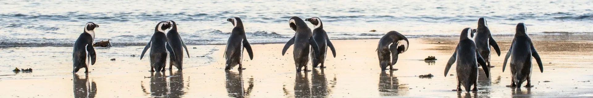 Pinguins bij Boulders Beach
