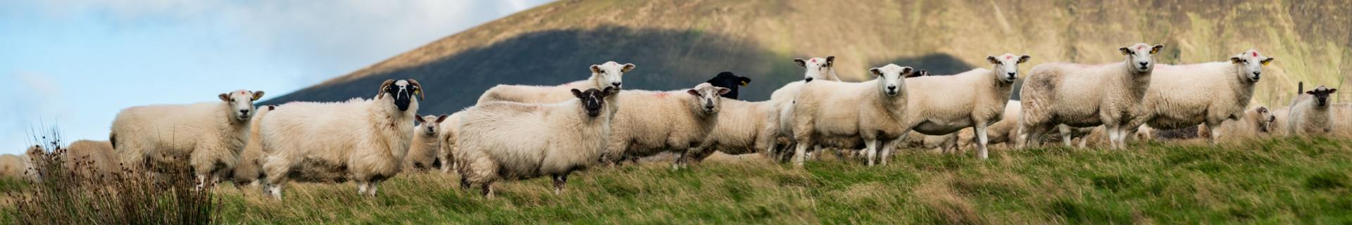 Ierland, schapen 