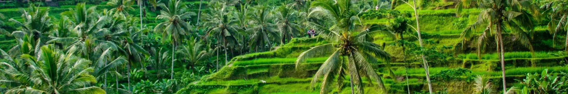 Rijstterrassen in Ubud