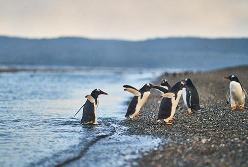 Vakantie naar Zuid-Amerika en Antarctica (5)