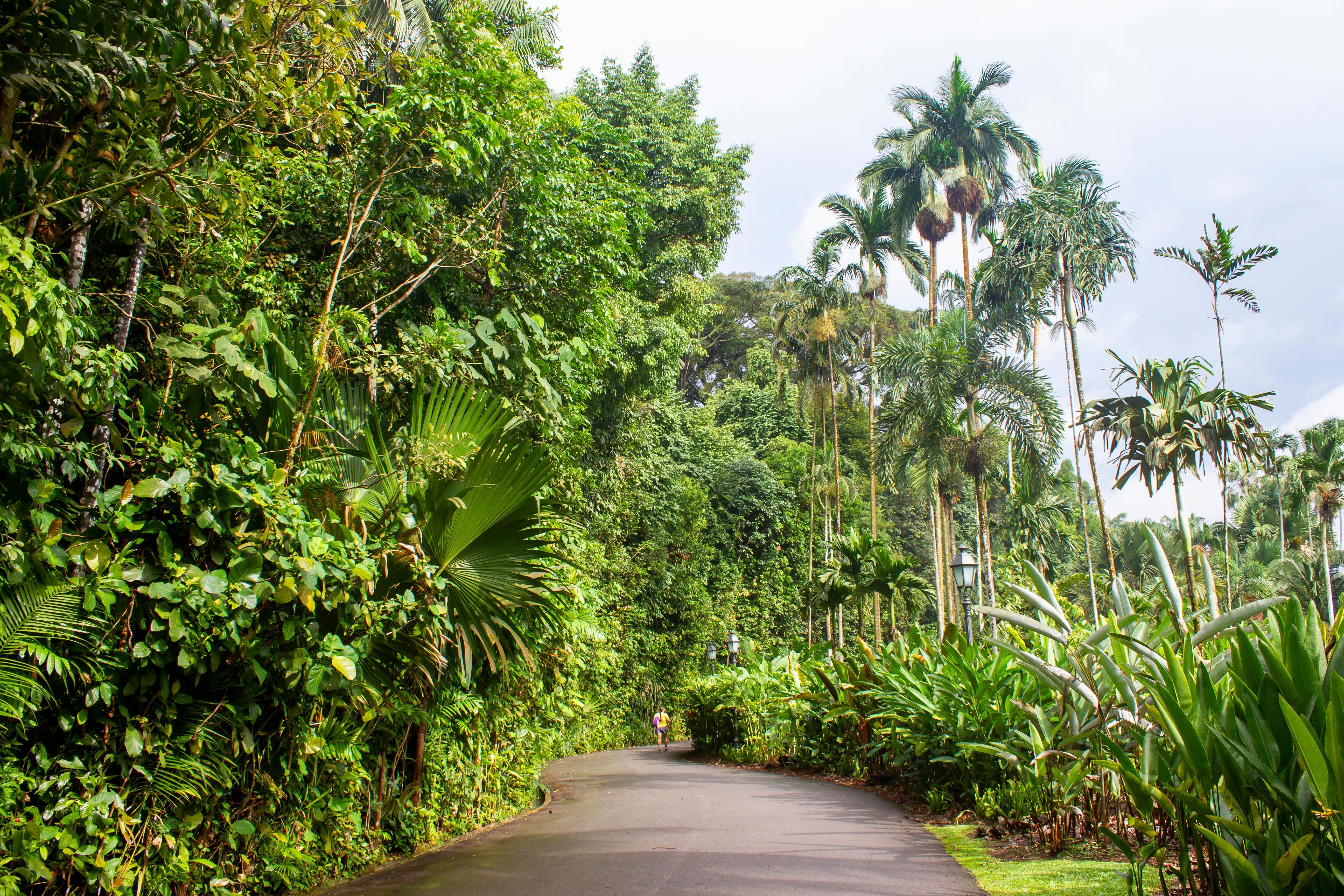 Botanische tuin Singapore