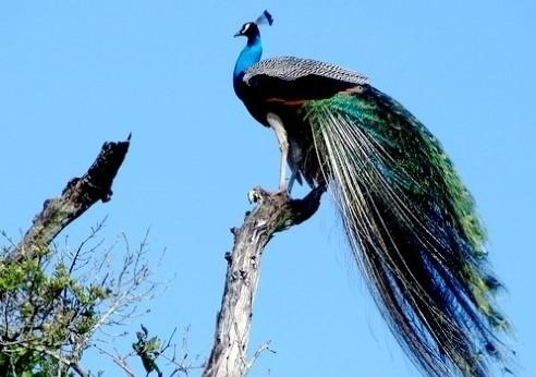 Bundala National Park