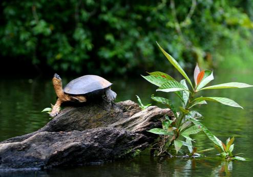 Tortuguero rivierschildpad