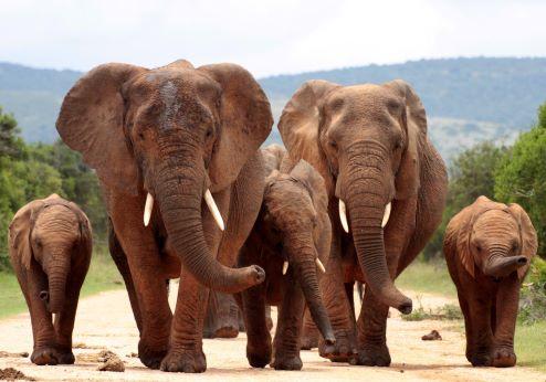 Addo Nationaal Park