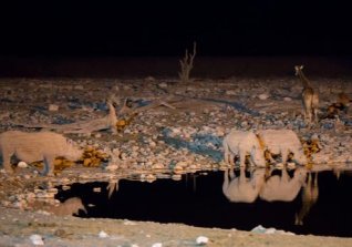 Zwarte neushoorn Etosha NP