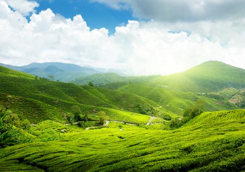 Cameron Highlands