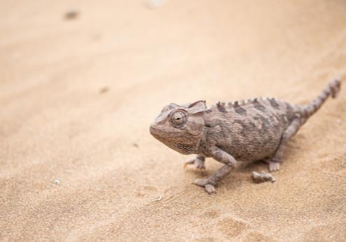 Woestijnkameleon in Namib-woestijn