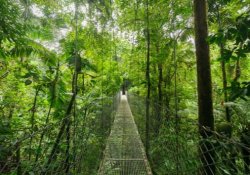 Hangbrug door het bladerdek van Monteverde